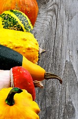 Image showing Frame of Colorful Squash and Pumpkins