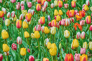 Image showing Tulip Flowers of Different Colors