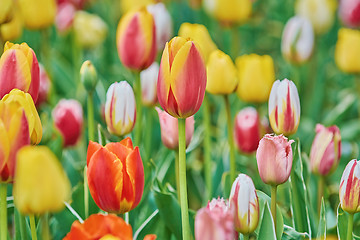 Image showing Tulip Flowers of Different Colors