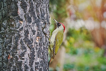 Image showing Green Woodpecker on the Tree