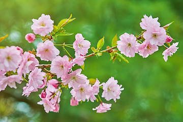 Image showing Blossom of Cherry 