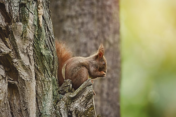 Image showing Squirrel on the Tree
