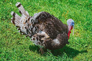 Image showing Turkey on Grass