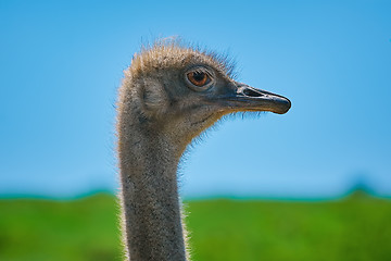 Image showing Portrait of Ostrich