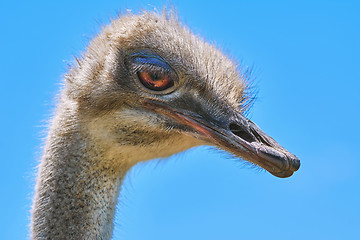 Image showing Portrait of Ostrich