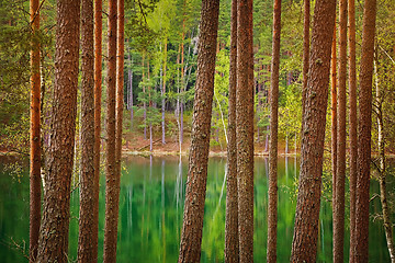 Image showing Lake in the Forest