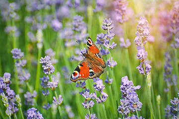 Image showing Peacock Butterfly