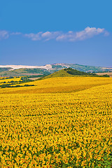 Image showing Bulgarian Sunflowers Field