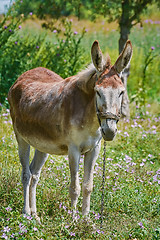 Image showing Donkey on Pasture