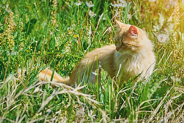 Image showing Cat in Grass