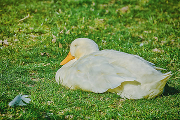 Image showing Goose on the Grass