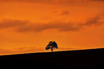 Image showing Silhouette of a Tree