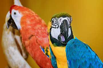 Image showing The Macaw Parrots