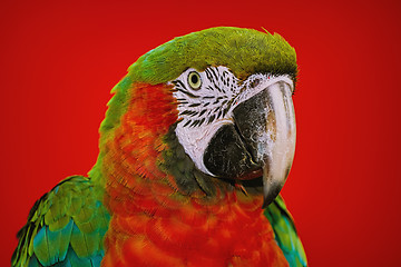 Image showing The Macaw Parrot