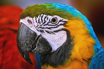 Image showing The Macaw Parrot