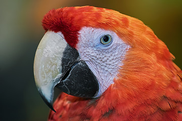 Image showing The Macaw Parrot