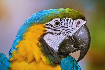 Image showing The Macaw Parrot