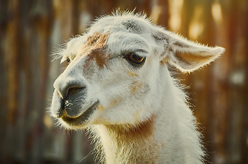 Image showing Portrait of Llama