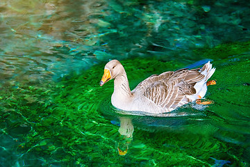 Image showing Goose on the Lake