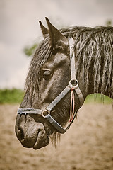 Image showing Portrait of Horse