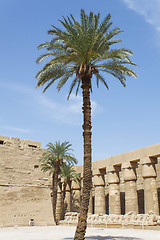 Image showing Palm tree against the ancient ruins in Karnak Temple in Egypt