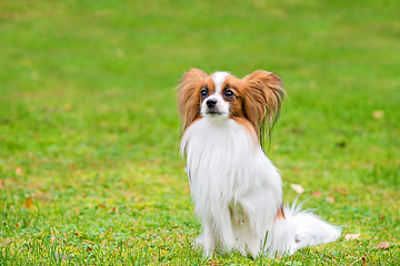 Image showing Portrait of a papillon purebreed dog