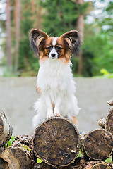 Image showing Portrait of a papillon purebreed dog