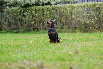 Image showing Portrait of a red miniature pinscher dog