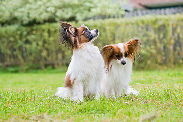 Image showing Portrait of a papillon purebreed dogs