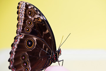 Image showing Macro morpho butterfly