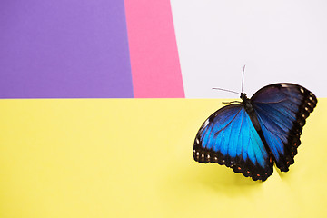 Image showing Morpho butterfly macro shot