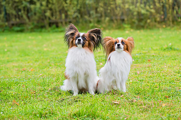 Image showing Portrait of a papillon purebreed dogs