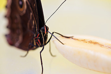 Image showing Macro morpho butterfly