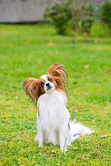 Image showing Portrait of a papillon purebreed dog