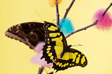 Image showing Tropical butterflies over yellow