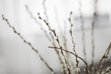 Image showing close up of pussy willow branches indoors