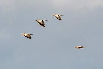 Image showing Flying Stock Doves against a blue sky