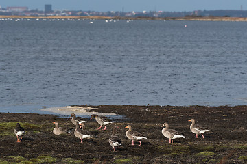 Image showing Group Greylag Geese by seaside