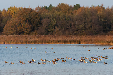 Image showing Migrating Greylag Geese taking a break in a bay
