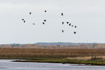 Image showing Group with Grey Herons flying over a wetland