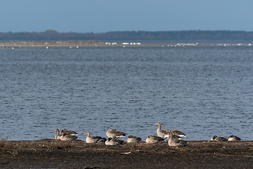 Image showing Greylag Geese by seaside