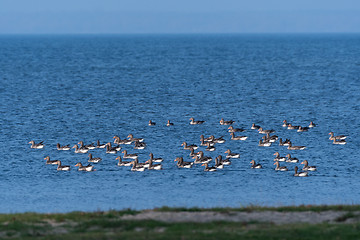 Image showing Greylag Geese flock by the coast