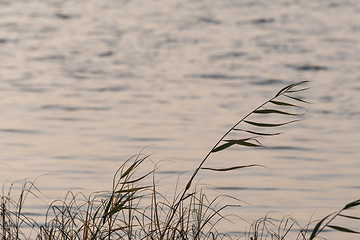 Image showing Reed plants silhouettes in fall season