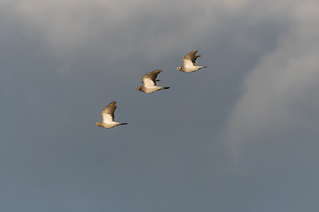 Image showing Sunlit Stock Doves in flight