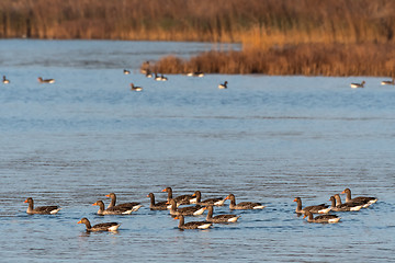 Image showing Flock with Greylag Geese swimming by fall season