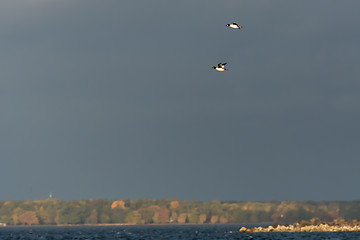 Image showing Two male Common Goldeneye flying over the sea