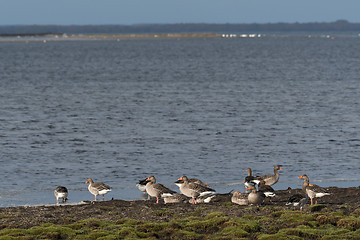 Image showing Group with Greylag Geese taking a break by seaside