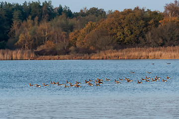 Image showing Fall season view with Greylag Geese in a bay