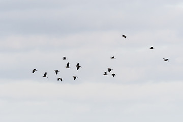 Image showing Silhouettes of a group flying Grey Herons