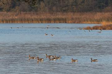 Image showing Greylag Geese swimming in a bay